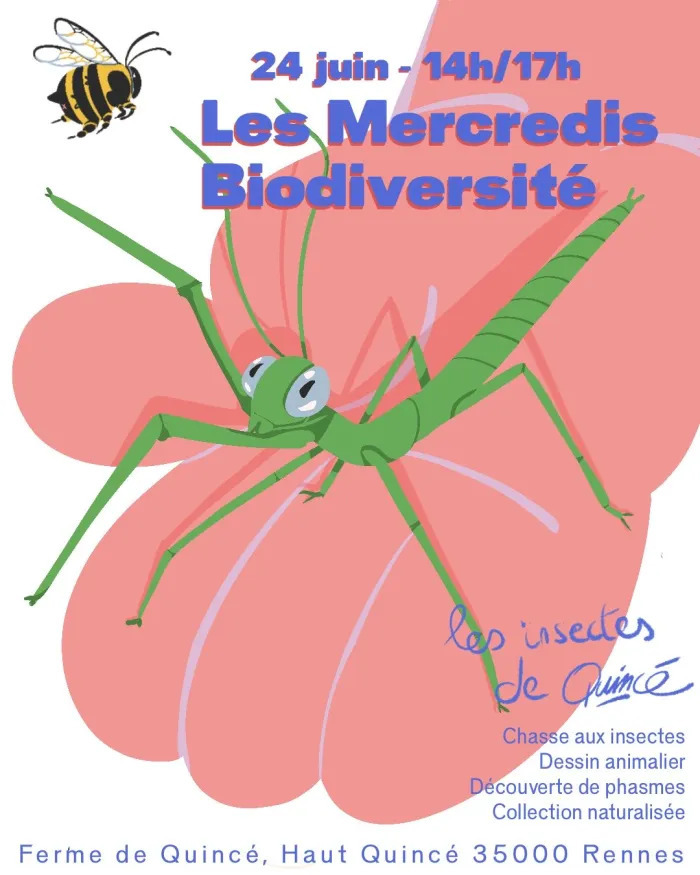 Mercredi biodiversité - les insectes de Quincé